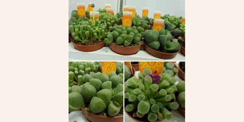 Литопс Д5 Н5