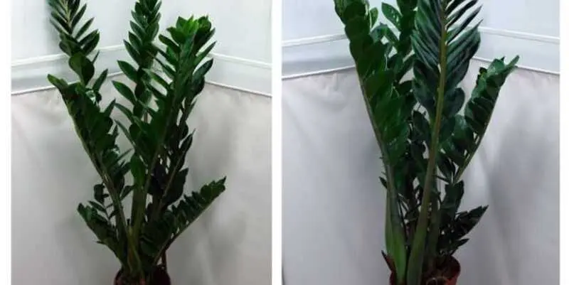 Замиокулькас Д23 Н100