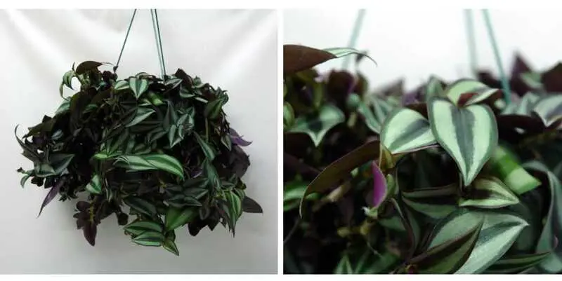 Традесканция Виолет Хилл Д18 Н35