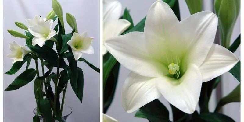 Лонги Ватч Ап