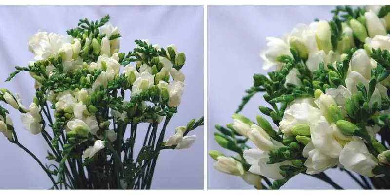 Фрезия Амбианц