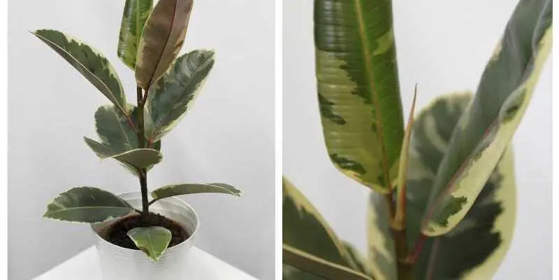 Фикус Эластика Тинеки Д15 Н45