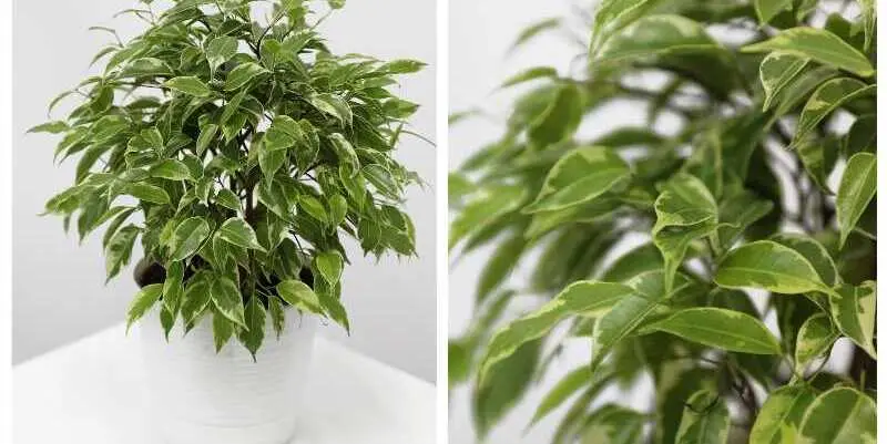 Фикус Бенжамина Грин Кинки Д12