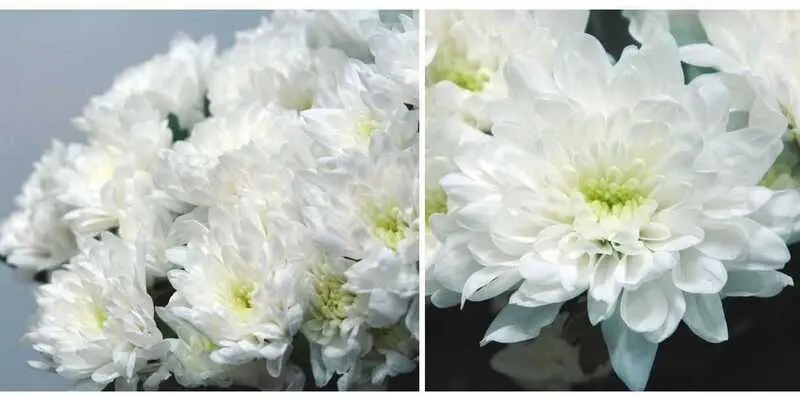 Зембла Белая