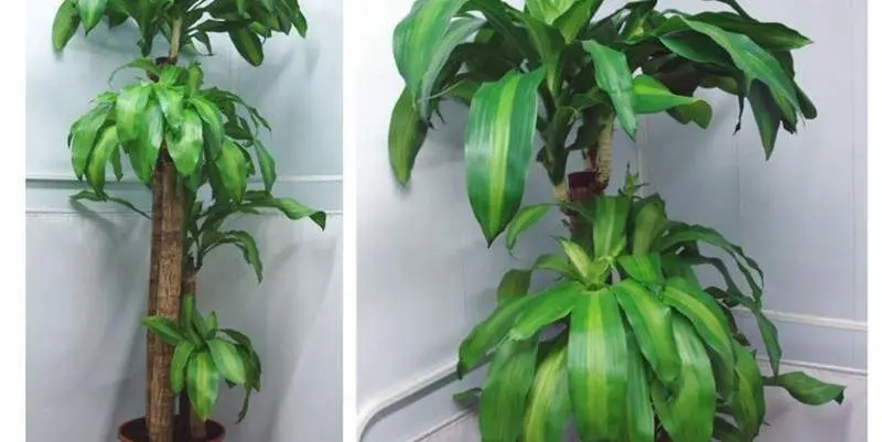 Драцена Фрагранс Массанжианна 4ст. Д30 Н165