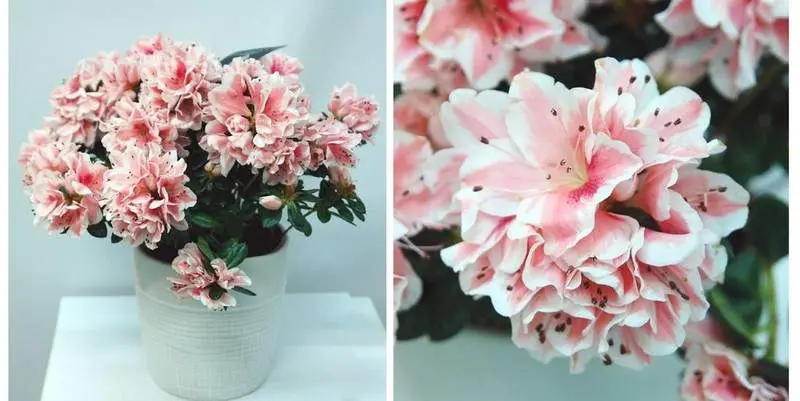 Декоративно цветущее растение Азалия Индика Д12