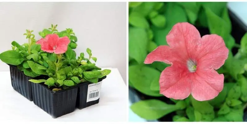 Растение открытого грунта Петуния