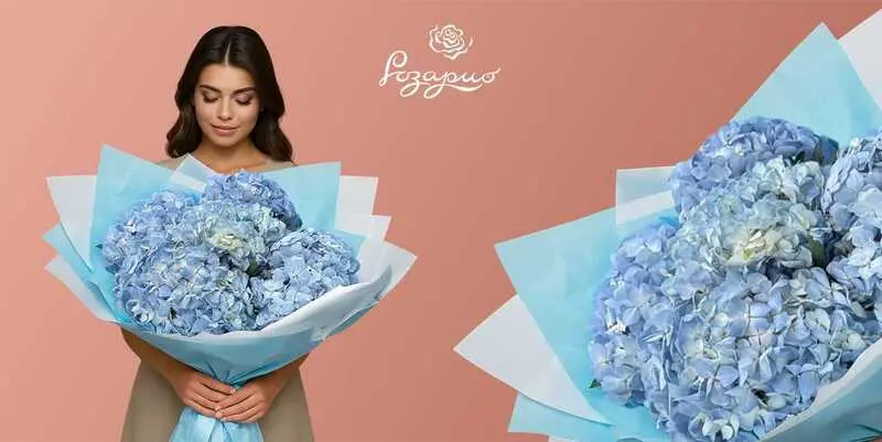 Огромный букет синих гортензий, фронтальный вид в руках у девушки